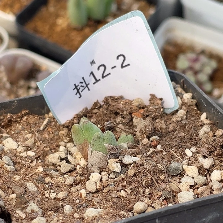 明***酱12-2肉锥多肉植物