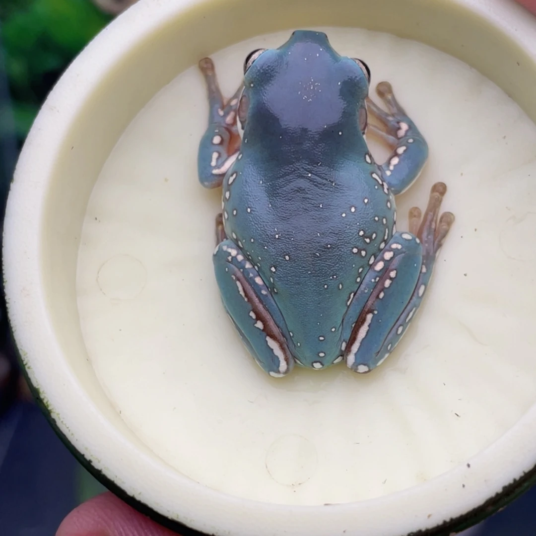 老爷树蛙3号紫蓝侧雪