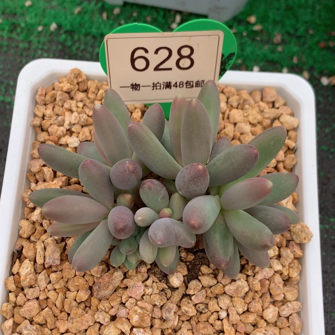 烟花无砍一物一拍628