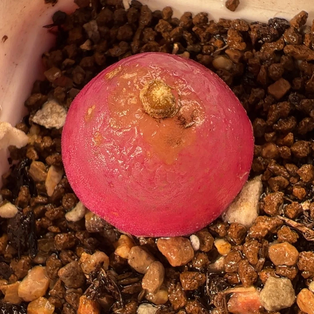 014多肉植物百科