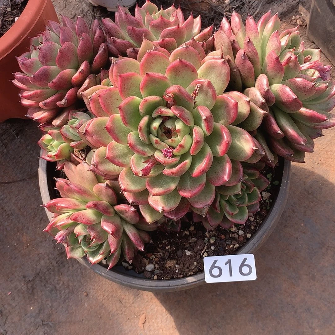 616水晶 一物一拍多肉