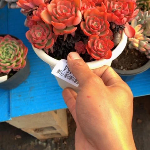 燕****)1454高贵多肉