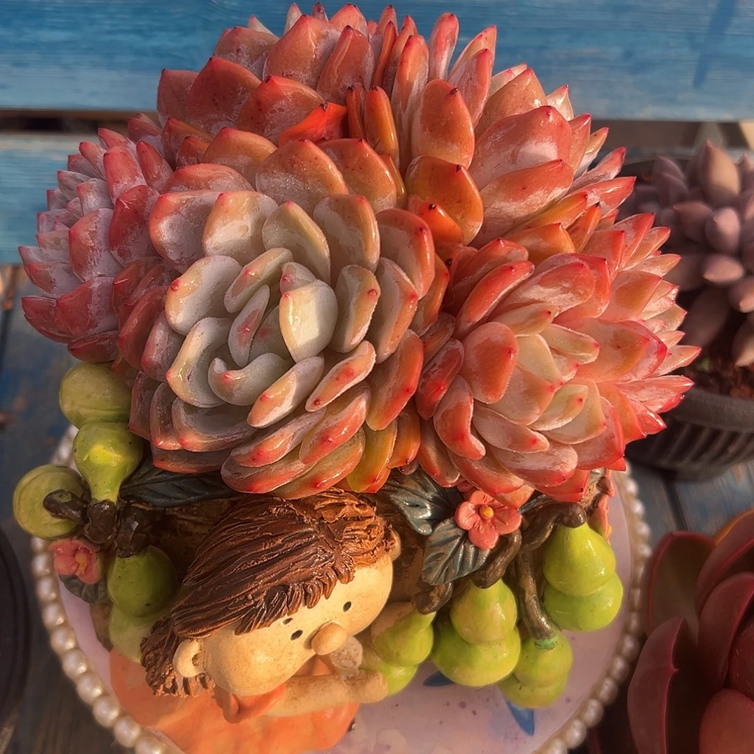 橙梦露多头一物一拍