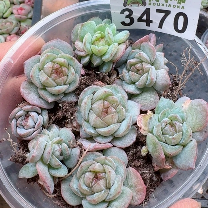 多肉植物多肉植物