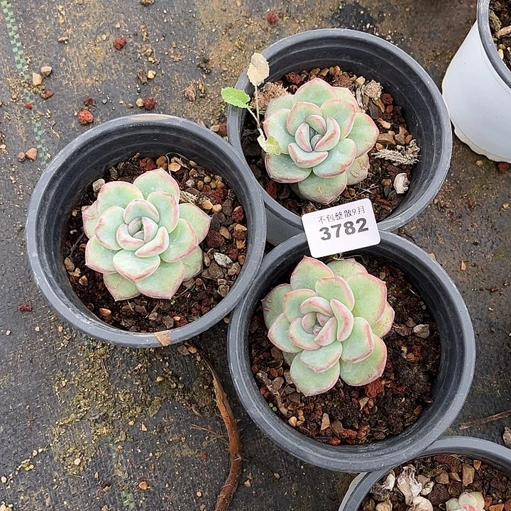阿雅园艺。     3782泡芙