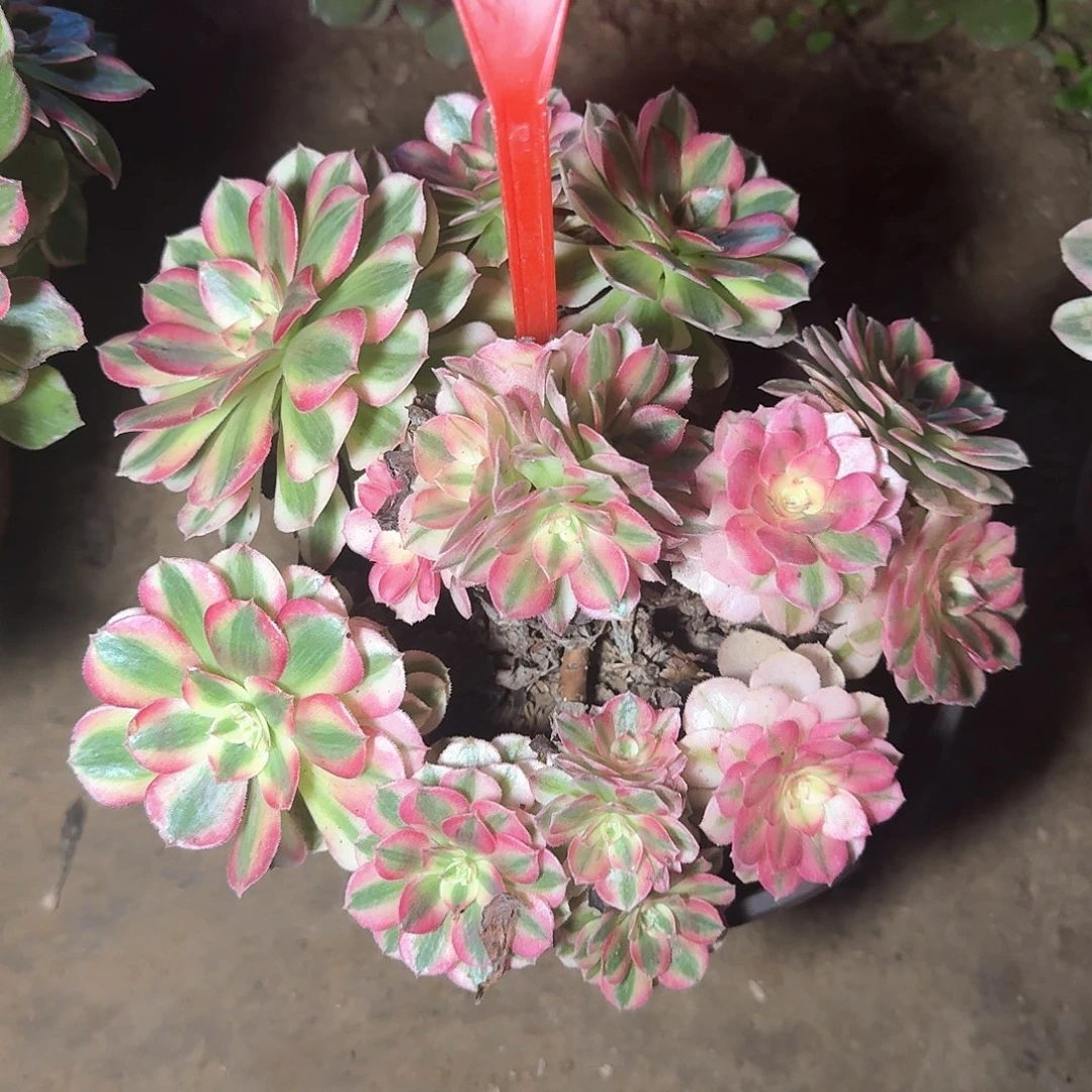 4129倾城多肉法师