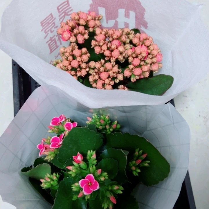 一颗单瓣一颗重瓣130昊景