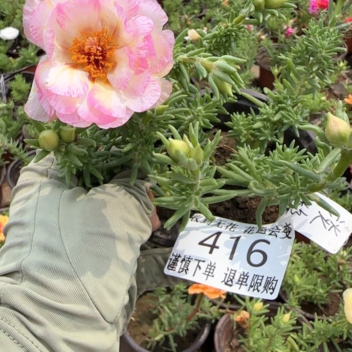 全部花朵416小苗盆口10cm