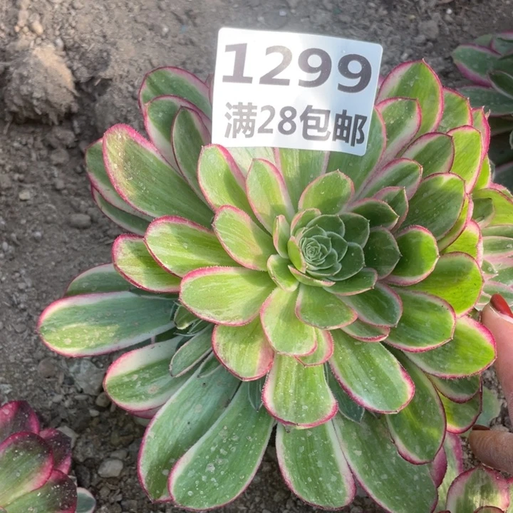 1299三号棚孔雀翎多肉植物