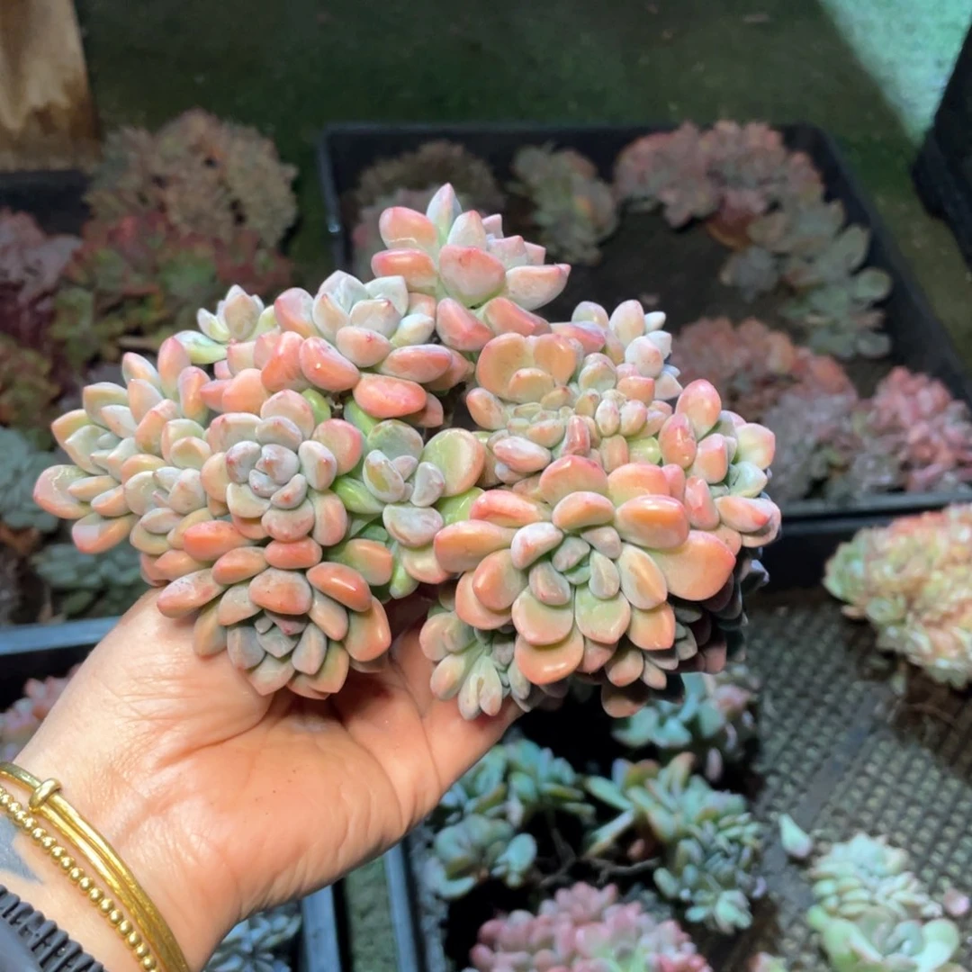 【闪购商品】当前无花栽培后可以开花白露杂