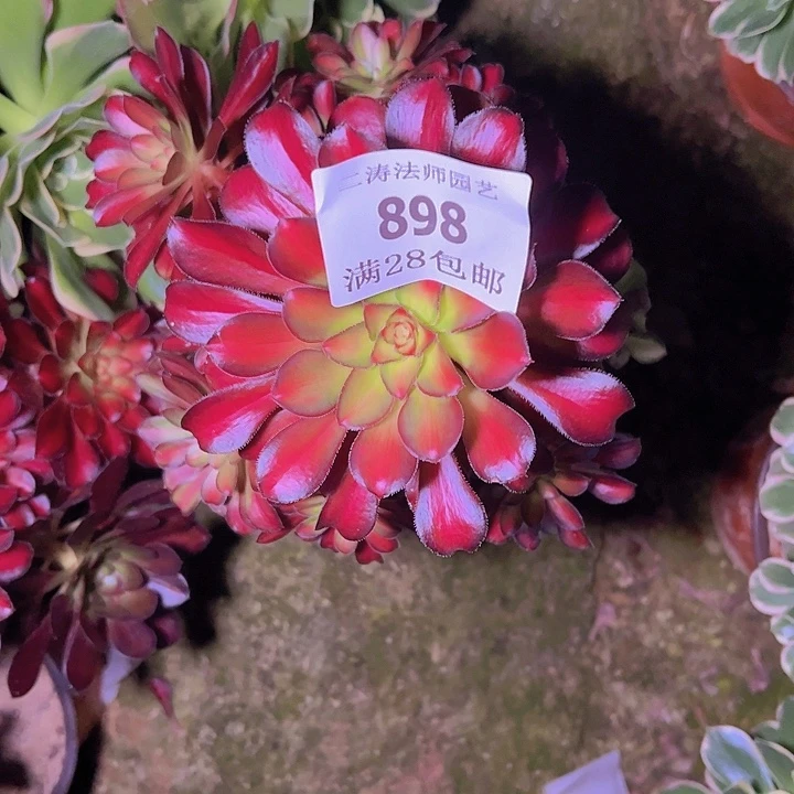 丫****单898魅力多肉植物