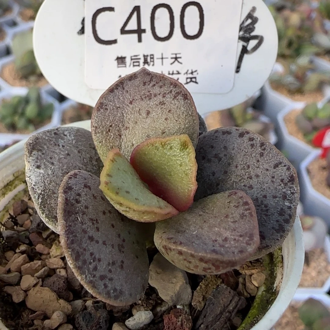 银波粉蛋。   400。