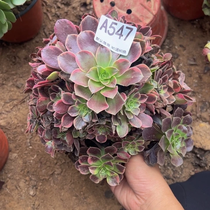 金丝却多肉植物547.