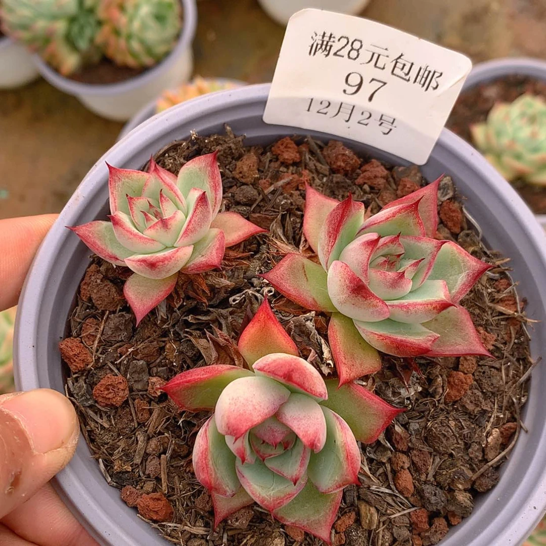 【闪购商品】家**童云97号线