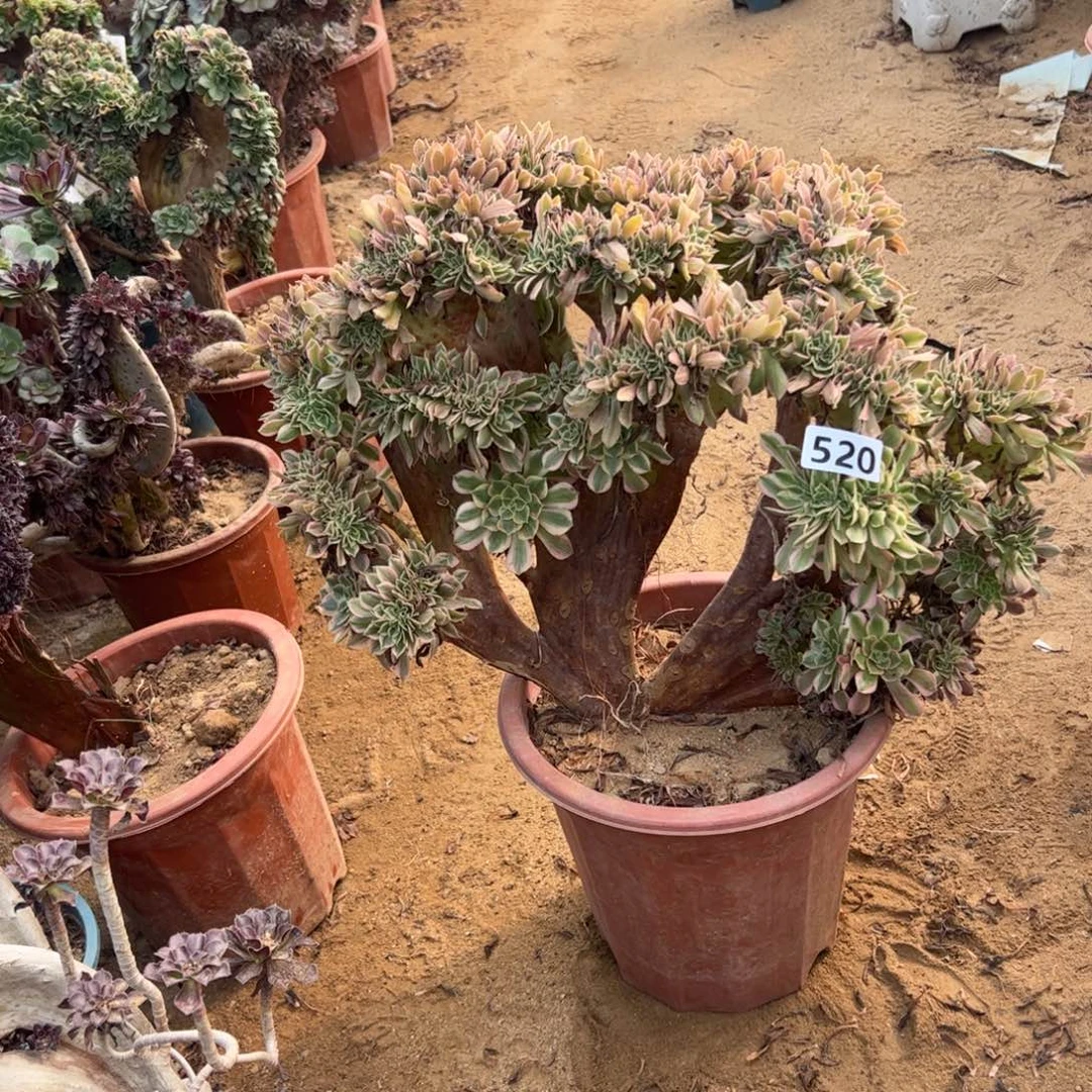 有伤女神缀520官府45