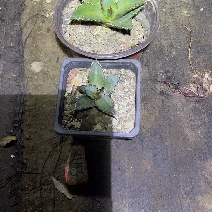 小***鸡无花朵龙舌兰绿色植物