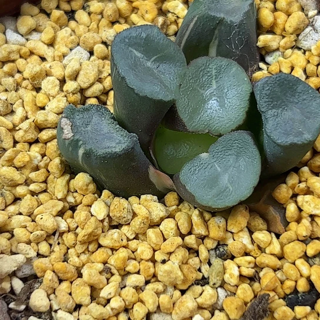 440红红火火恍恍惚惚