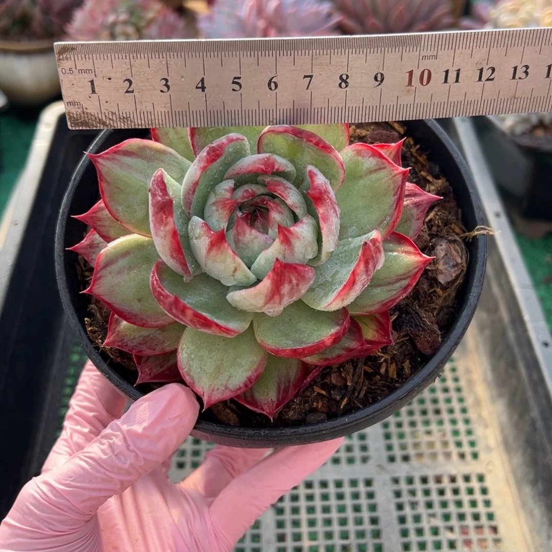 表妹精品多肉植物091.