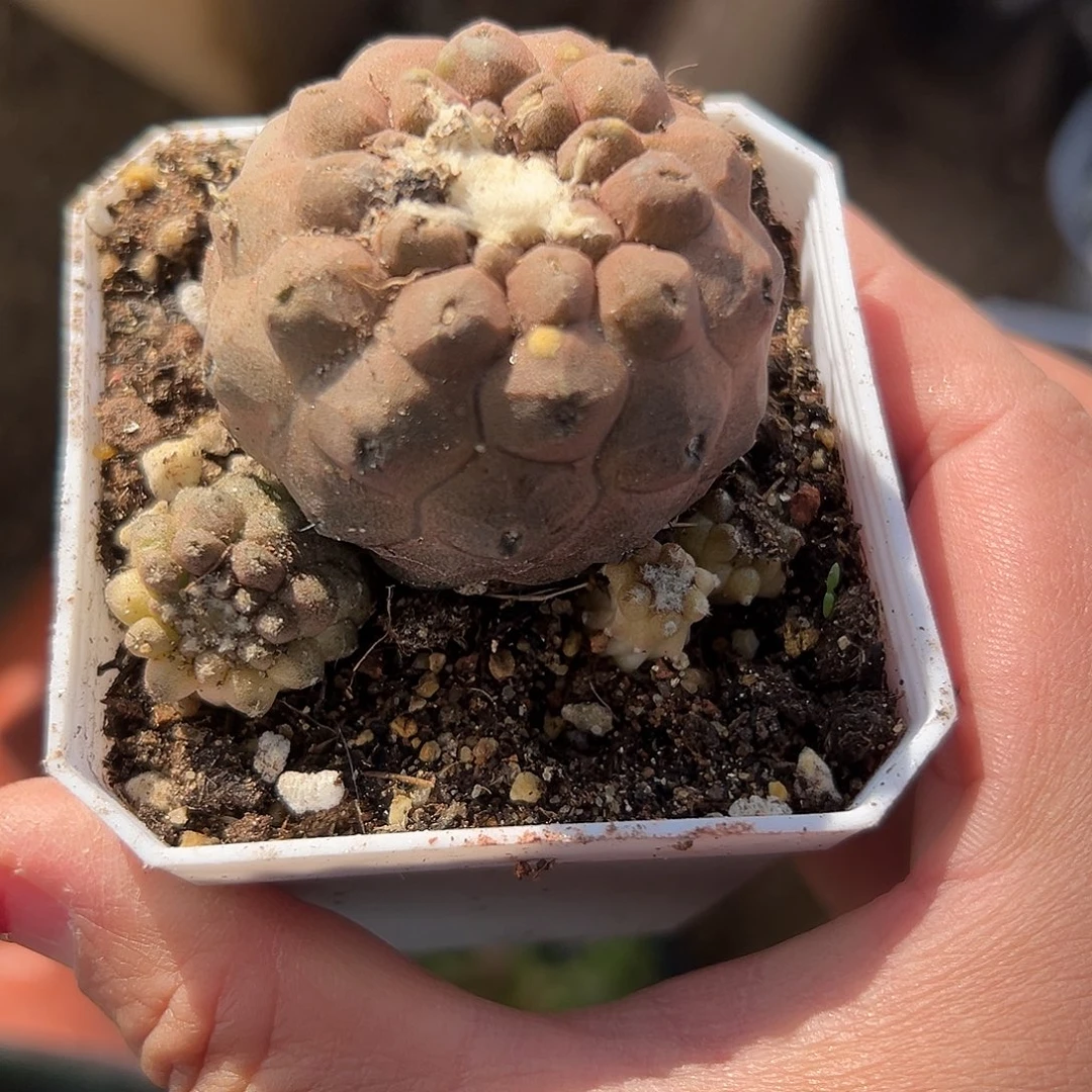 多肉植物蜥蜴皮仙人球