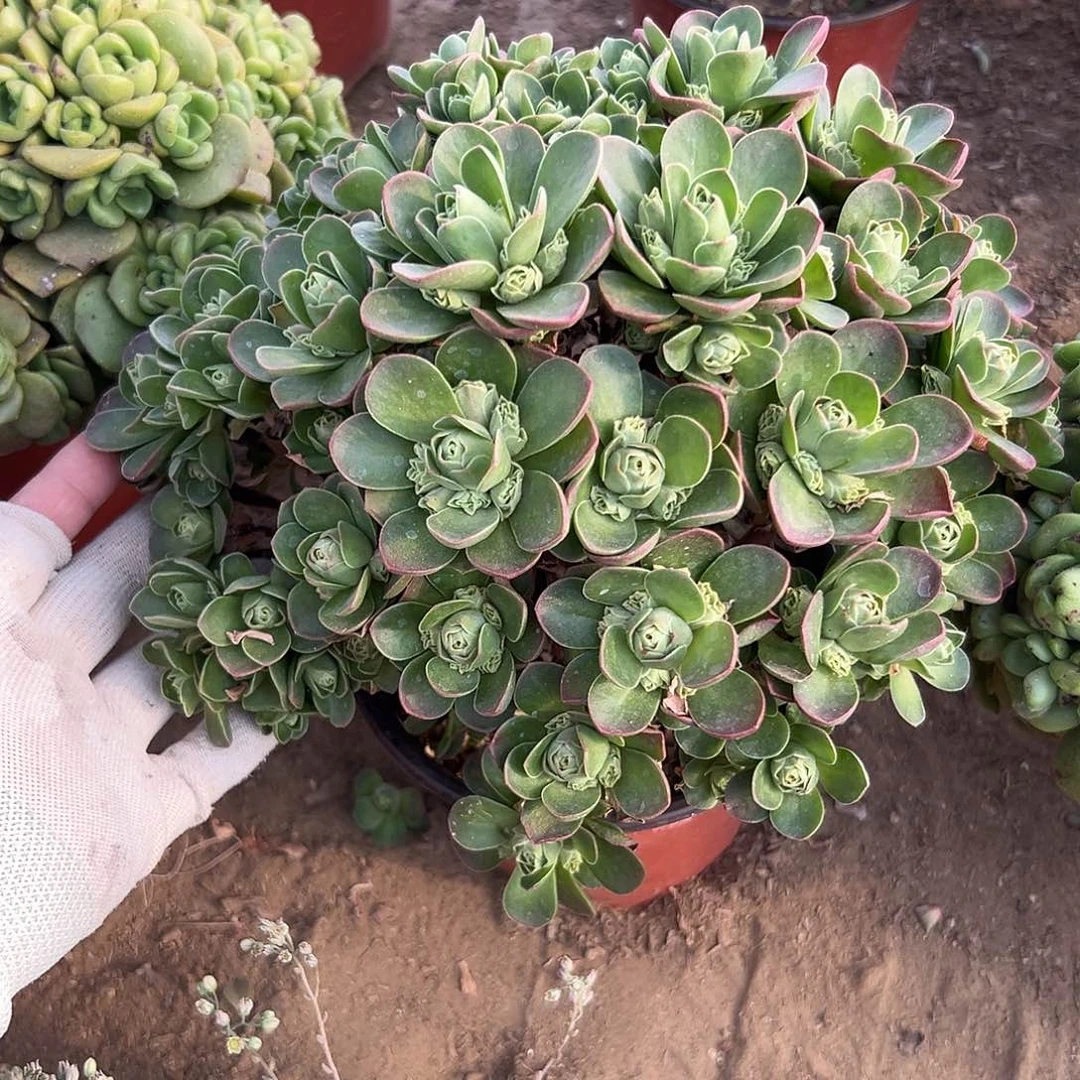 多肉植物树玫瑰群