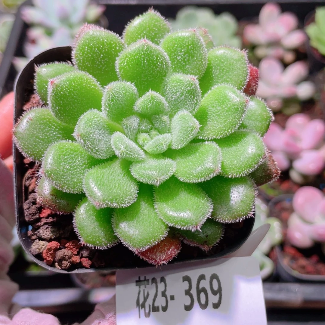 花利美23-369卡罗尔