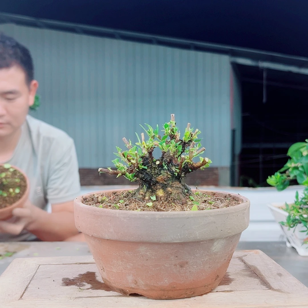 文***尹一寸法师栀子花花