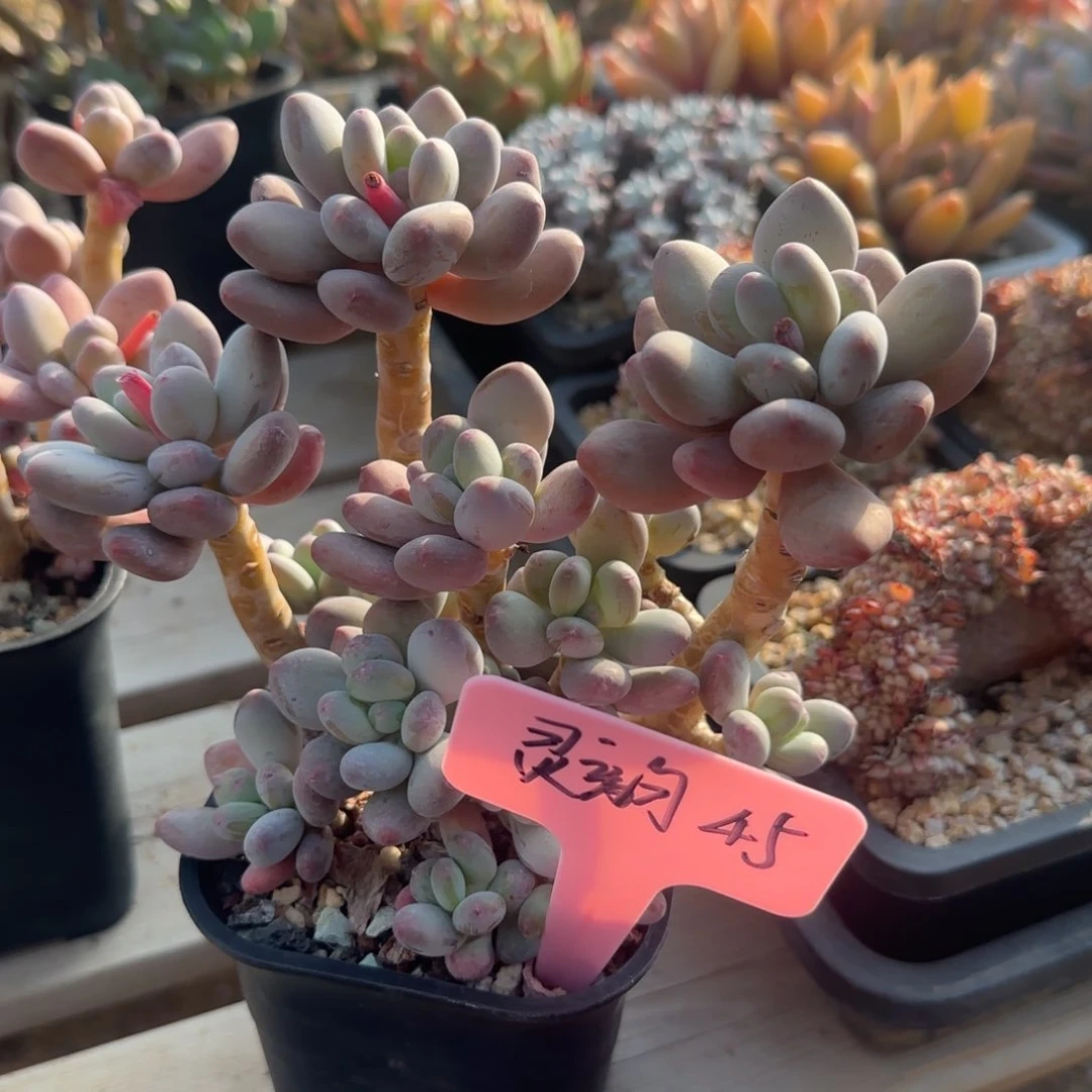 苹果美人五十包邮