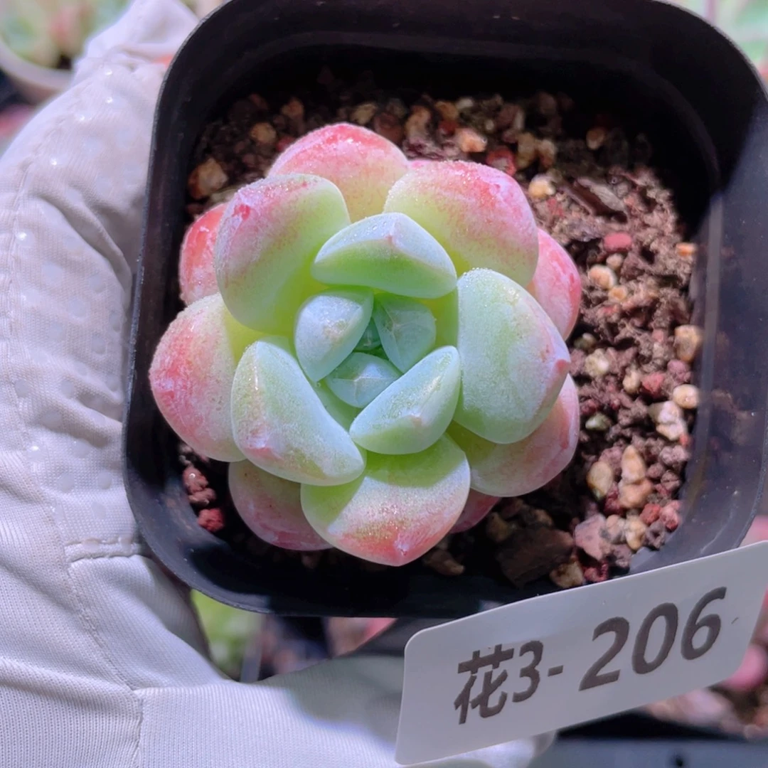花利美 3-206冰玉