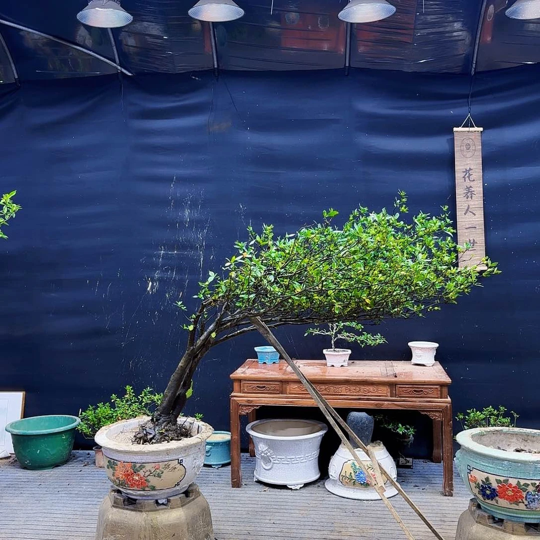 无花朵小叶栀子花盆景