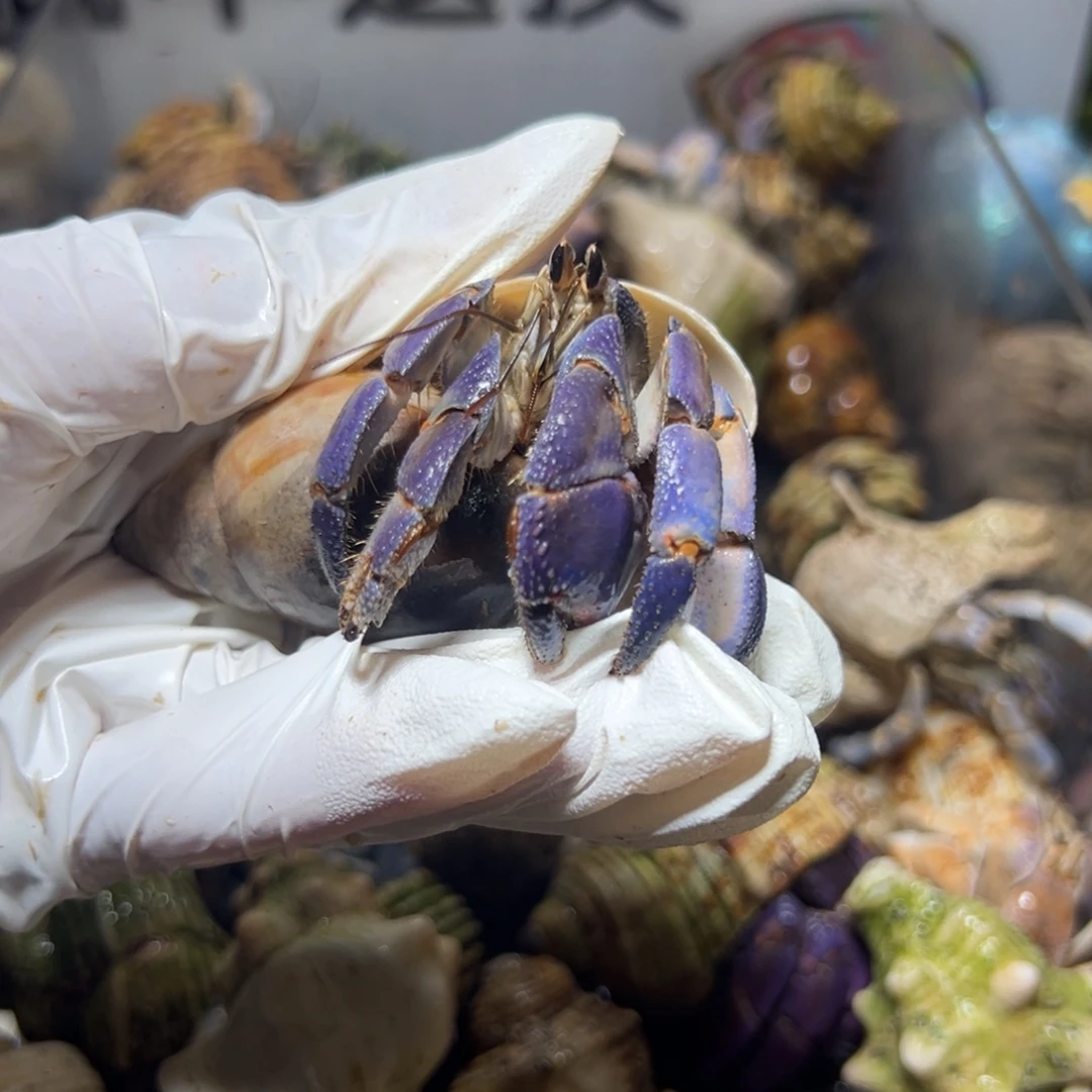 残联紫陆口径3.0口