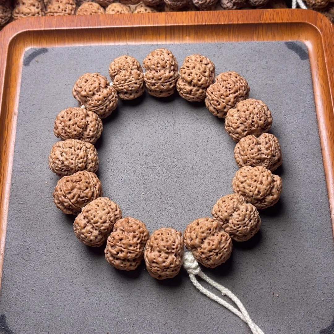 鑫***呀菩提籽类6号金刚菩提矮壮爆肉梅花23+