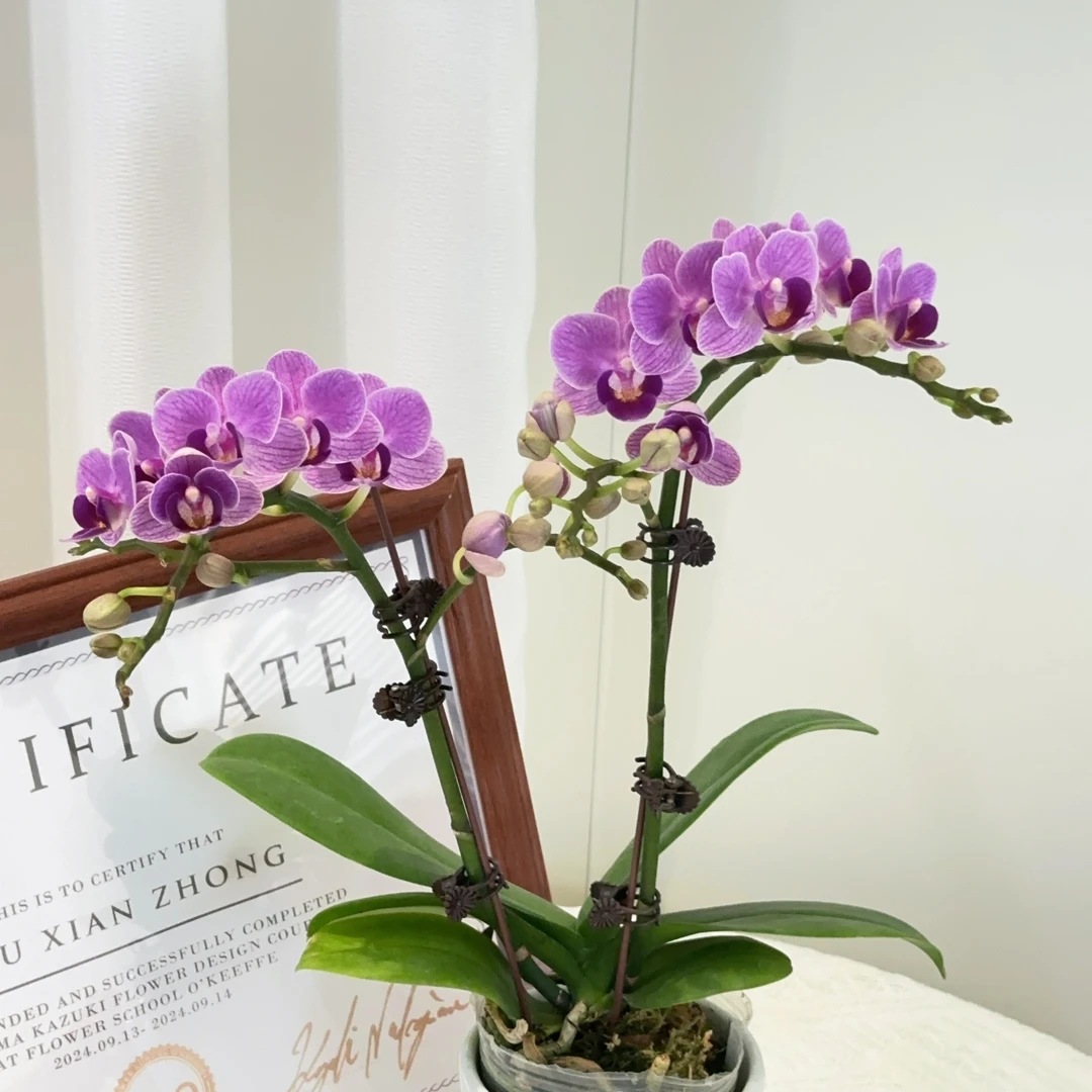 成功 春日限定【欧洲小兰】蝴蝶兰精致组盆花卉盆栽四季植物