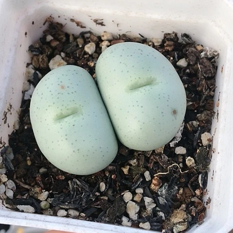 多肉肉锥 超级大饼