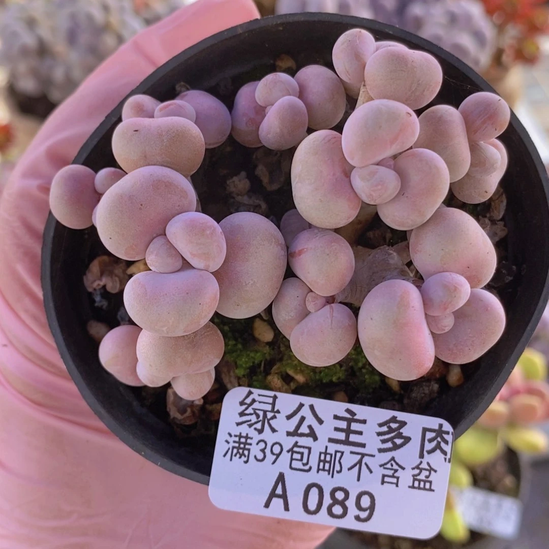 腰子桃蛋老桩7cm089多肉植物