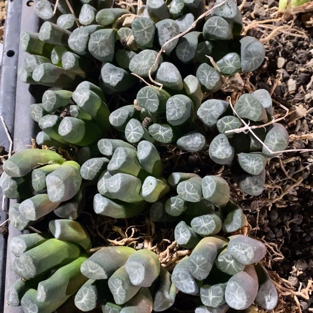 386 一颗大雪葵万象。 整点福利