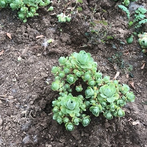 雅*山地玫瑰三棵多肉7