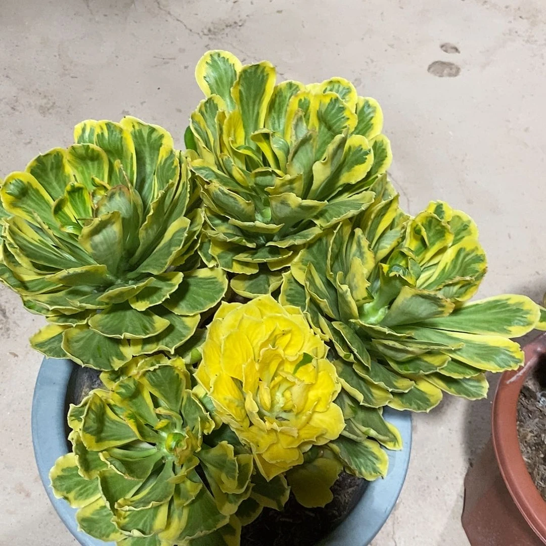 无花朵扇贝麒麟锦