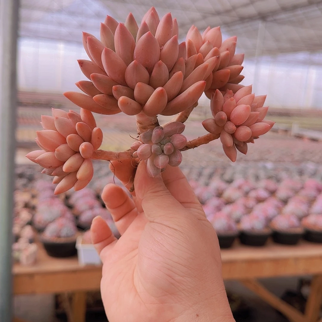 多肉植物红蜻蜓老桩