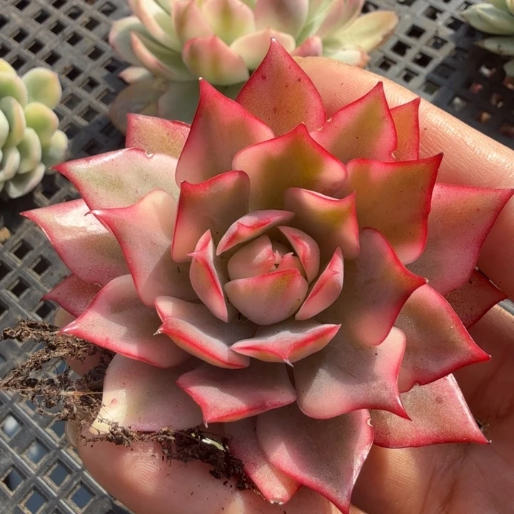 红莲锦 腹轮锦模特模特