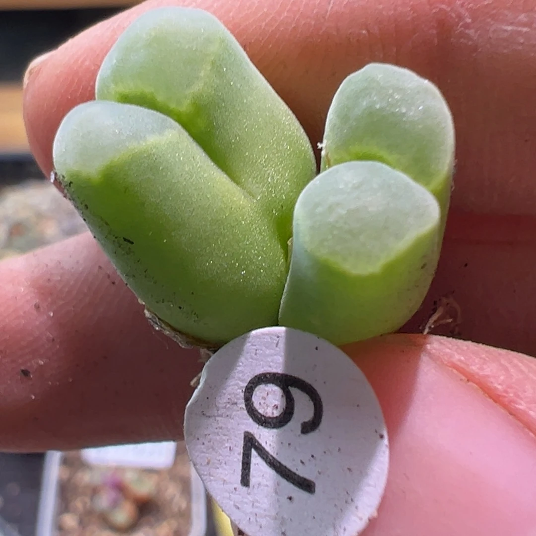 多肉植物111111111111