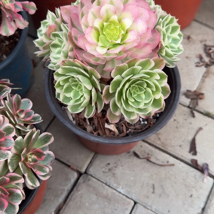模特海鲜多肉植物花花