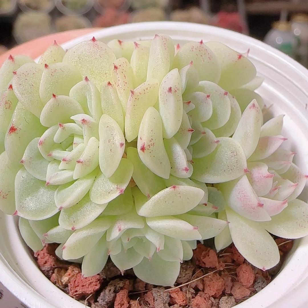 ₍***星花语逸镜1128-142散