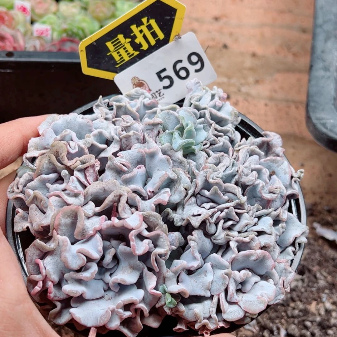 当前无花朵，栽培后可花朵