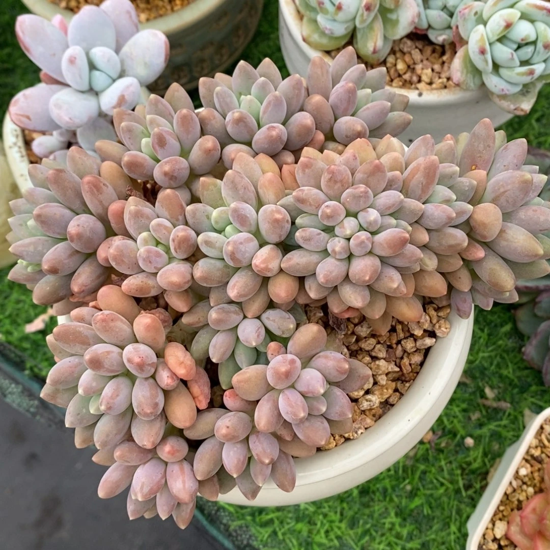 星黛露缀化一物一拍