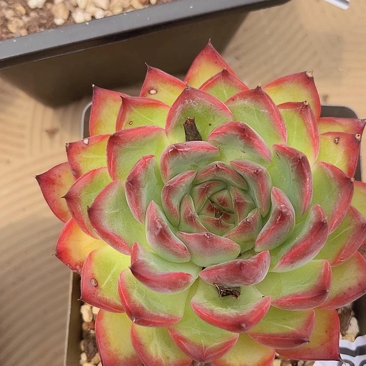 红武士0738多肉植物