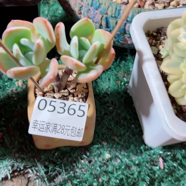 幸运儿是一位非常优秀