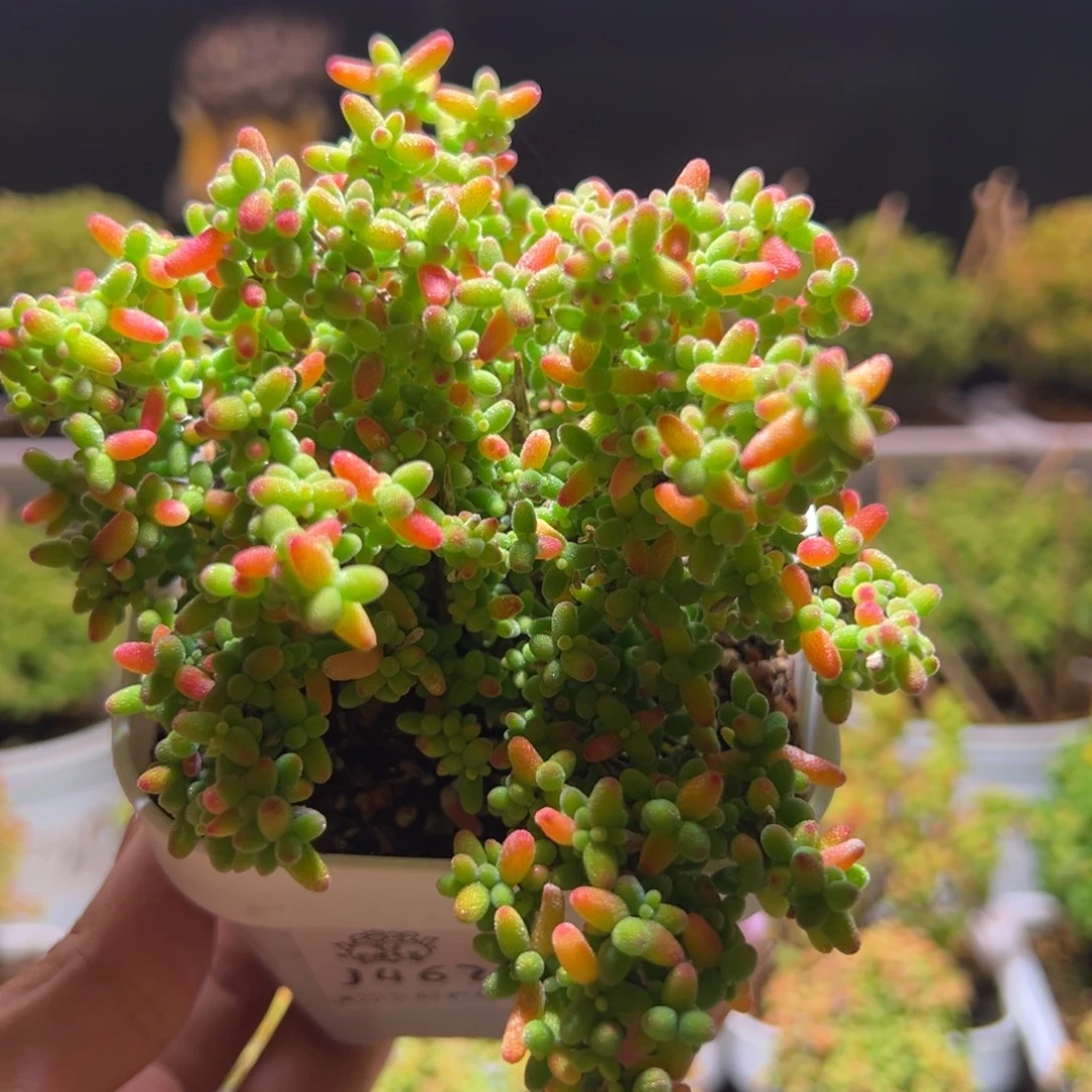 462蜜橘一物一拍带盆土发货