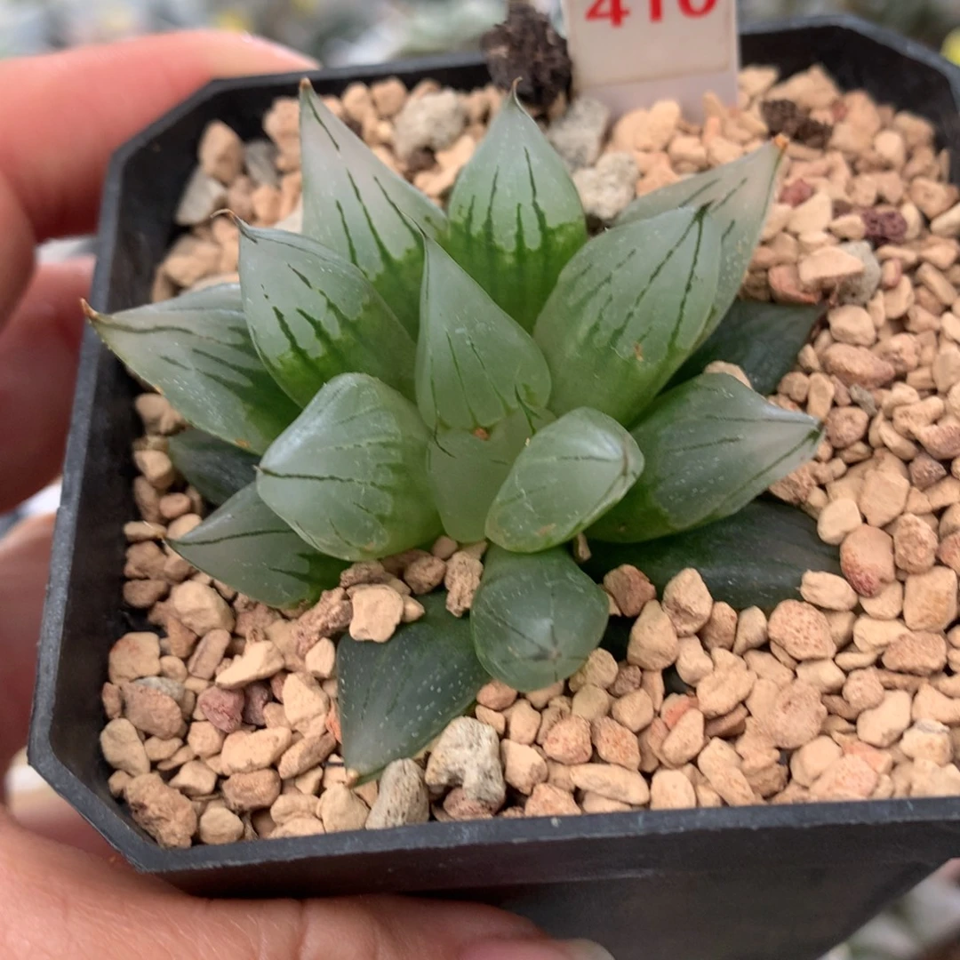 以实际为准410西亚姬