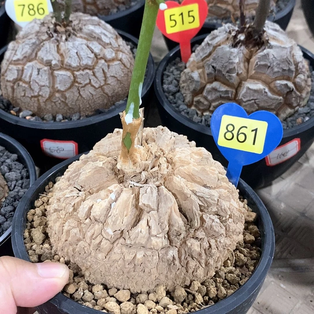 南非龟甲龙龟甲龙