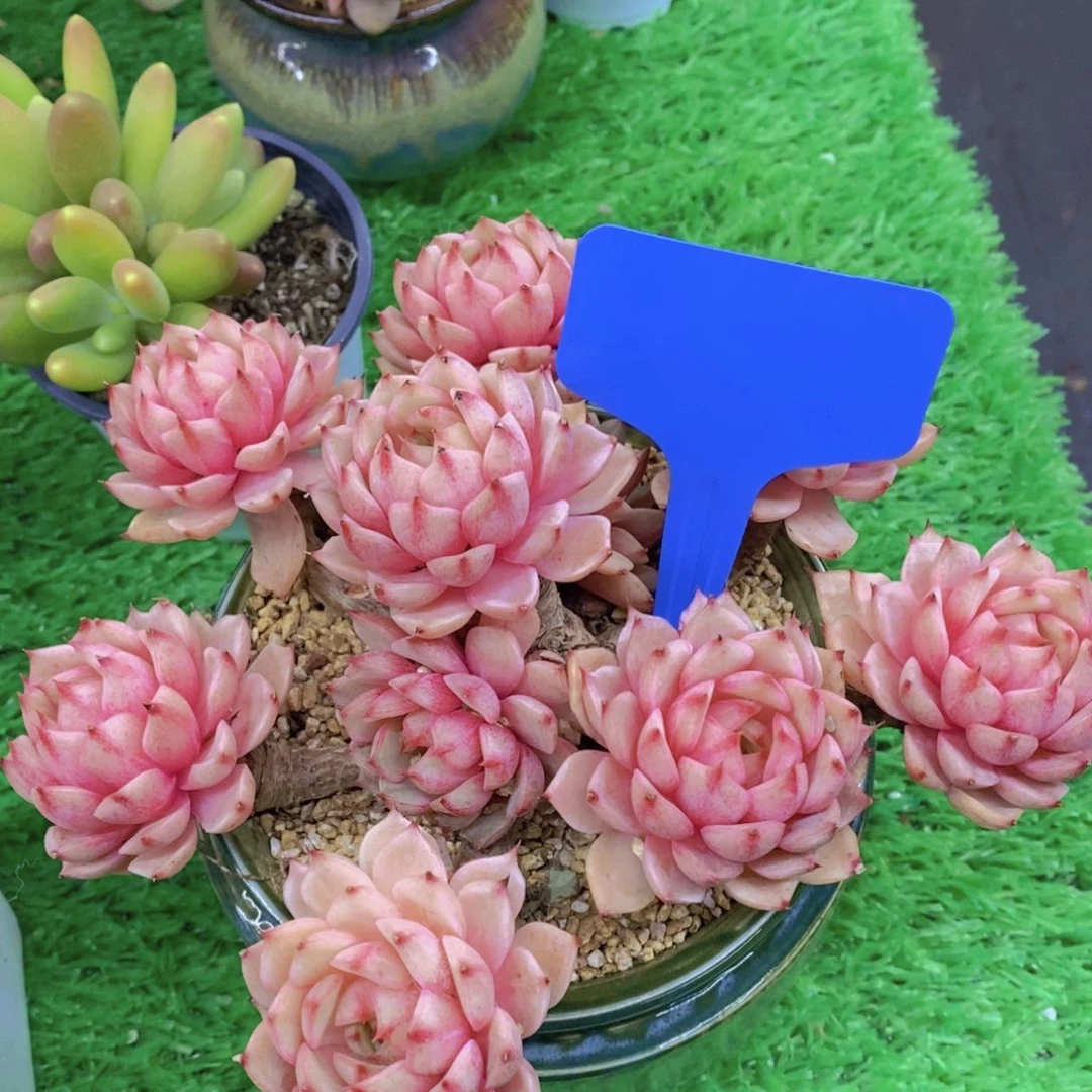 高*开心多肉植物多肉